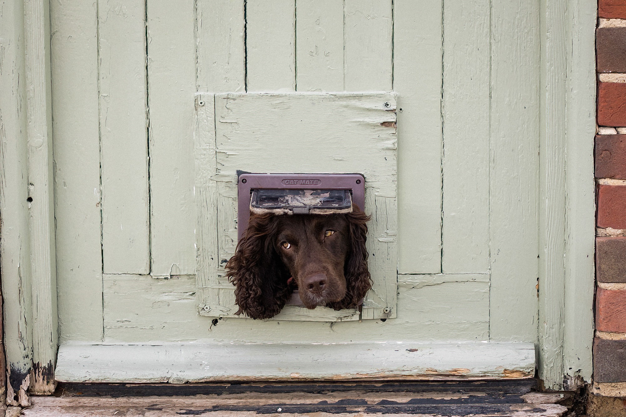 dog looking out cat flap